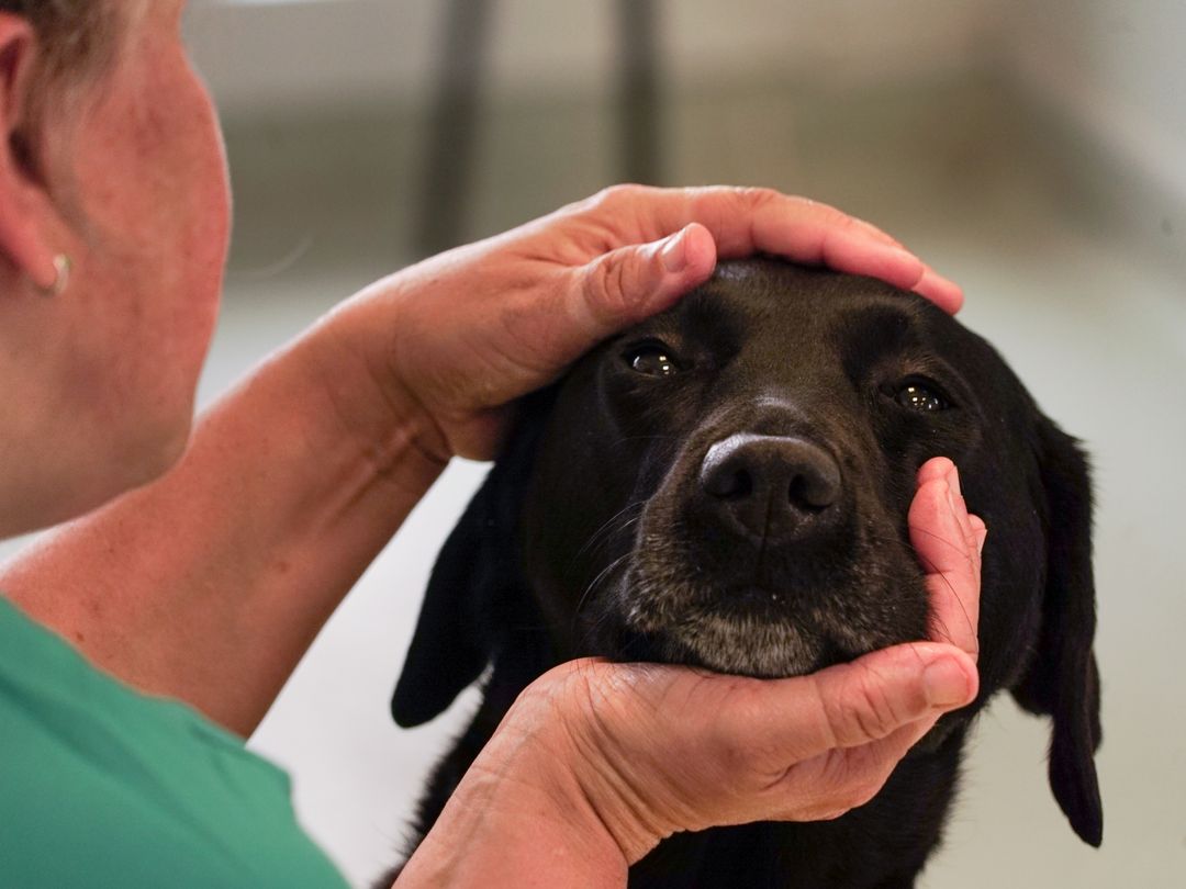 Cleaning Your Dog s Teeth Dog Dental Hygiene Dogs Trust